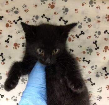 VOCAL -  Domestic Short Hair Cat for Adoption in Riverside, California - VOCAL | PetCurious