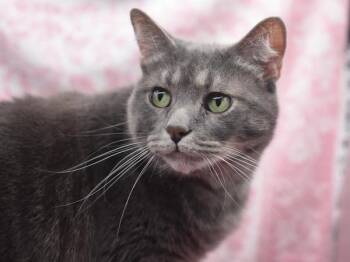 Smokey -  Domestic Short Hair Cat for Adoption in Portland, Oregon - Smokey | PetCurious