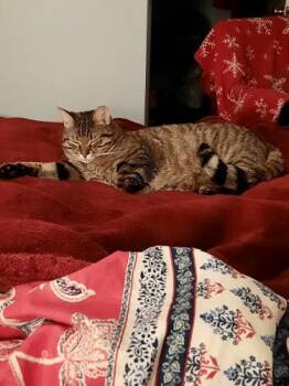 Pappardelle -  Domestic Short Hair Cat for Adoption in Webster, Massachusetts - Pappardelle | PetCurious