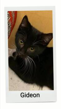 Gideon -  Domestic Short Hair Cat for Adoption in Caistor Centre, Ontario - Gideon | PetCurious