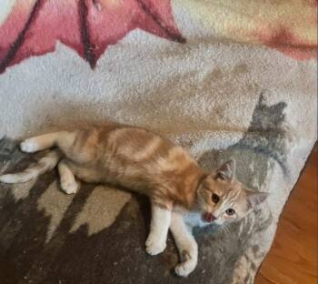 Logan -  Domestic Short Hair and Tabby Cat for Adoption in Columbus, Minnesota - Logan | PetCurious