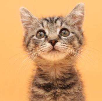 Gypsy is GORGEOUS - teeny tiny sweet pea -  Tabby and Maine Coon Cat for Adoption in Bedford Hills, New York - Gypsy Is GORGEOUS - Teeny Tiny Sweet Pea | PetCurious