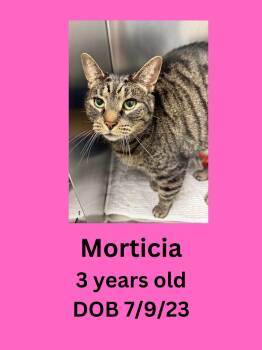 Morticia -  Domestic Short Hair Cat for Adoption in Ravenna, Ohio - Morticia | PetCurious