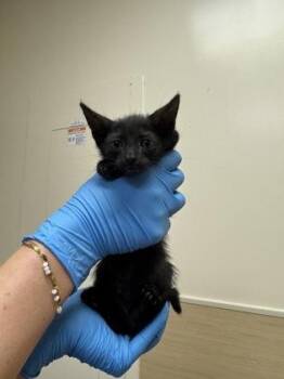 Black Velvet -  Domestic Short Hair Cat for Adoption in Honolulu, Hawaii - Black Velvet | PetCurious