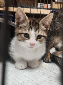 Victoria -  Domestic Short Hair Cat for Adoption in Littlestown, Pennsylvania - Victoria | PetCurious