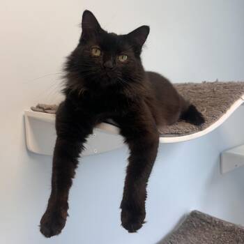 Arrow -  Domestic Medium Hair Cat for Adoption in Boston, Massachusetts - Arrow | PetCurious