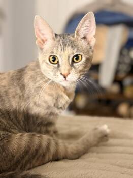 Rescue Domestic Short Hair Cats for Adoption - Bronx River | PetCurious