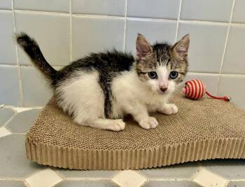 Tabby Cats Available for Adoption in River Edge, New Jersey - Alrik  | PetCurious