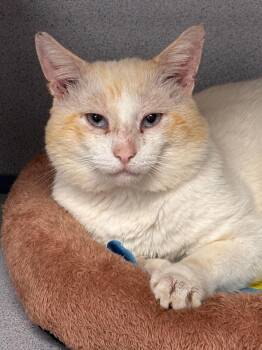 Max -  Siamese Cat for Adoption in Batavia, New York - Max | PetCurious