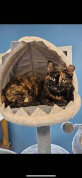 Rescue Domestic Long Hair Cats for Adoption in Towanda, Pennsylvania - Gigi | PetCurious