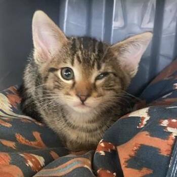 Squidward -  Domestic Medium Hair Cat Available for Adoption in Emporia, Kansas - Squidward | PetCurious