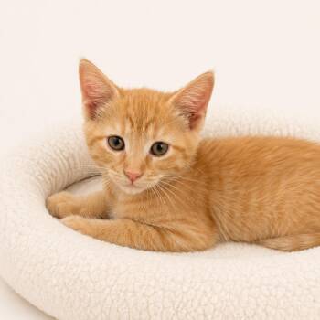 Hank -  Domestic Short Hair Cat for Adoption in Redwood Falls, Minnesota - Hank | PetCurious