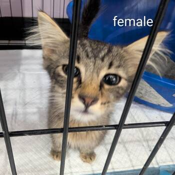 Butterfly -  Domestic Short Hair Cat for Adoption in West Plains, Missouri - Butterfly | PetCurious