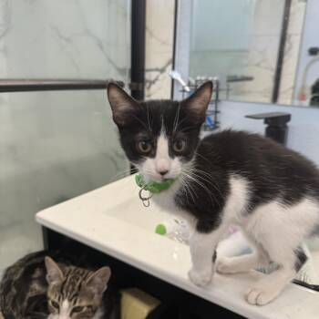 Pink panther -  Tuxedo Cat for Adoption in Fresno, California - Pink Panther | PetCurious