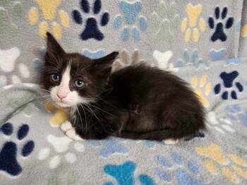 Axl -  Domestic Short Hair Cat for Adoption in Wabash, Indiana - Axl | PetCurious