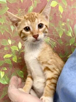 Kevin -  Domestic Short Hair Cat for Adoption in San Antonio, Texas - Kevin | PetCurious