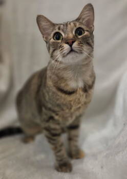 Rescue Domestic Short Hair Cats for Adoption in Long Beach, California - Velvet | PetCurious