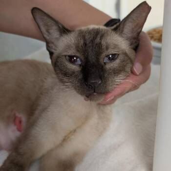 Diana -  Domestic Short Hair and Siamese Cat for Adoption in Buchanan Dam, Texas - Diana | PetCurious