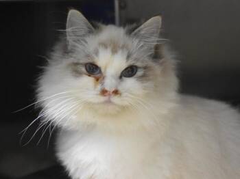 Rescue Ragdoll Cats for Adoption in Portland, Oregon - Ben Wyatt | PetCurious