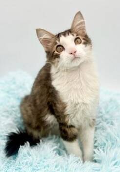 Toad -  Ragdoll and Domestic Long Hair Cat for Adoption in Covington, Louisiana - Toad | PetCurious