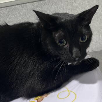Shaggy -  Domestic Short Hair Cat for Adoption in Tampa, Florida - Shaggy | PetCurious
