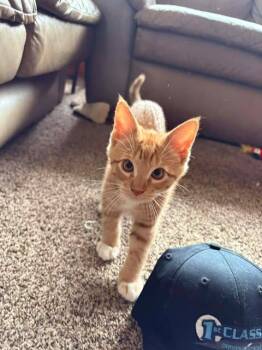 Rescue Domestic Short Hair Cats for Adoption in Campbell River, British Columbia - THE ROCKSTAR LITTER: ANGUS, SCOTTIE, MAC & STEVIE | PetCurious