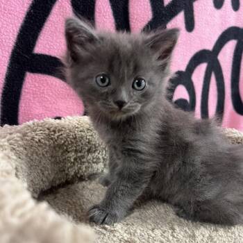 Queenie -  Domestic Short Hair Cat for Adoption in Puslinch, Ontario - Queenie | PetCurious
