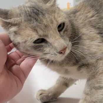 Strudel -  Domestic Short Hair Cat for Adoption in Milan, Illinois - Strudel | PetCurious