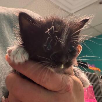 Domestic Short Hair Cats Available for Adoption in Lake Jackson, Texas - Boots | PetCurious