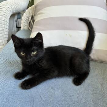 Jasper -  Domestic Short Hair Cat for Adoption in West Deptford, New Jersey - Jasper | PetCurious