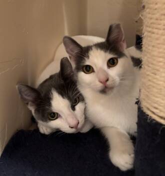 Rescue Domestic Short Hair Cats for Adoption in Sierra Vista, Arizona - Gemma | PetCurious