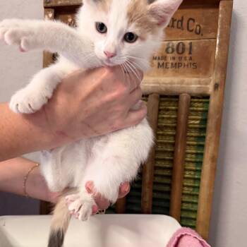 Fluff & Fold -  Domestic Short Hair Cat for Adoption in Boerne, Texas - Fluff & Fold | PetCurious