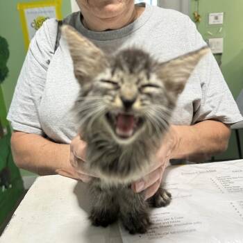 Norway -  Domestic Long Hair Cat for Adoption in Tampa, Florida - Norway | PetCurious