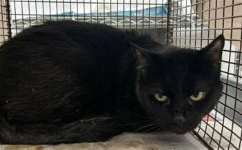 Domestic Short Hair Cats Available for Adoption in Fort Lauderdale, Florida - ANGELO | PetCurious