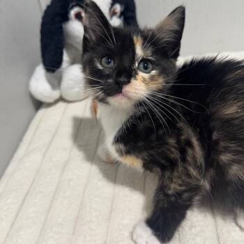 Simone -  Domestic Short Hair Cat for Adoption in Tampa, Florida - Simone | PetCurious