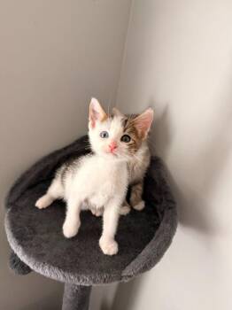 Lucky -  Domestic Short Hair Cat for Adoption in Darien, Georgia - Lucky | PetCurious