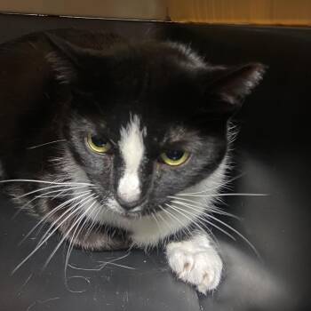 Marley -  Domestic Short Hair Cat for Adoption in Allentown, Pennsylvania - Marley | PetCurious