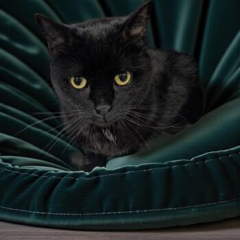Domestic Short Hair Cats Available for Adoption in Chuckey, Tennessee - Kitters | PetCurious