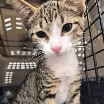 Pinky -  Domestic Short Hair Cat for Adoption in Bentonville, Arkansas - Pinky | PetCurious