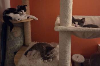 Juniper -  Domestic Short Hair Cat for Adoption in Stratham, New Hampshire - Juniper | PetCurious