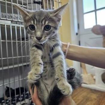 Taurus -  Domestic Short Hair Cat for Adoption in Phoenixville, Pennsylvania - Taurus | PetCurious