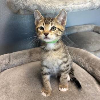 Orion -  Domestic Short Hair Cat for Adoption in Nevada, Missouri - Orion | PetCurious