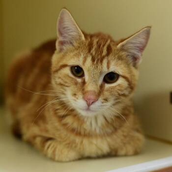 Elmer -  Domestic Long Hair Cat for Adoption in Idaho Falls, Idaho - Elmer | PetCurious