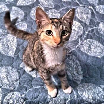 Trixie Lou -  Torbie Cat for Adoption in Rutherfordton, North Carolina - Trixie Lou | PetCurious