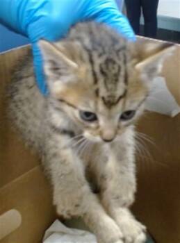 A474870 -  Domestic Short Hair Cat for Adoption in Oklahoma City, Oklahoma - A474870 | PetCurious