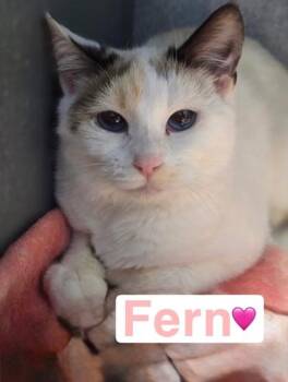Domestic Short Hair Cats Available for Adoption - Fern | PetCurious