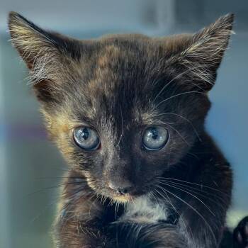 Quinn -  Domestic Short Hair Cat for Adoption in Chapel Hill, North Carolina - Quinn | PetCurious