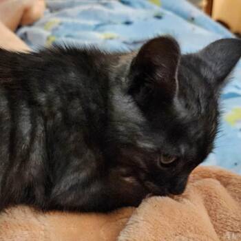 Wendy Woo -  Domestic Short Hair Cat for Adoption in Charleston, West Virginia - Wendy Woo | PetCurious