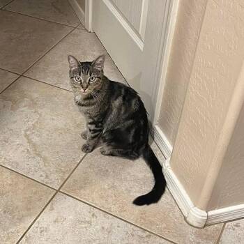 Sally (Bonded with Sam) -  Domestic Short Hair Cat for Adoption in San Tan Valley, Arizona - Sally (Bonded With Sam) | PetCurious