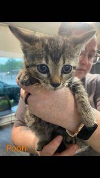 Rescue Domestic Short Hair Cats for Adoption in Hopkinsville, Kentucky - Pooh | PetCurious